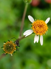 Obraz premium Ant Foraging on Wildflower Bud with Blooming Flower Nearby