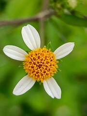 Obraz premium Daisy Flower Close-up with Yellow Center and White Petals