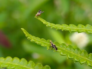 Insects on Fern Leaves Macro Nature Close-up