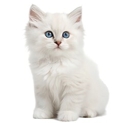 Fototapeta premium Kitten on White Background. 