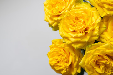 Close up of fresh yellow roses on a light gray background.