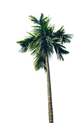 palm tree isolated on white