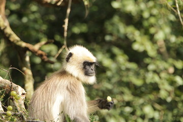 grey langur in Kabini National Park, Sri Lanka 