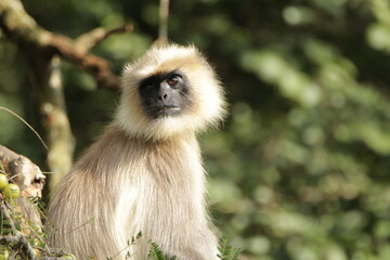 grey langur in Kabini National Park, Sri Lanka 
