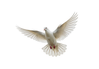 Fototapeta premium A graceful white dove soars with wings spread against isolated on transparent background