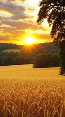 Radiant sunset over golden wheat field, serene rural landscape beauty