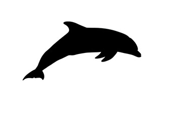 Fototapeta premium Dolphin silhouette jumping isolated on transparent background