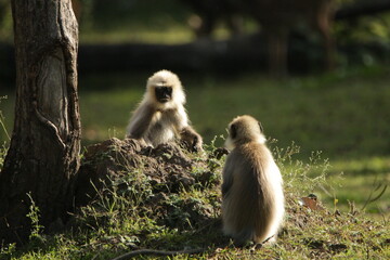 Grey langur in Kabini National Park, India 