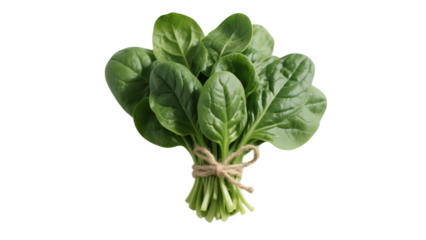 Fresh Bunch of Spinach Leaves Tied with Twine