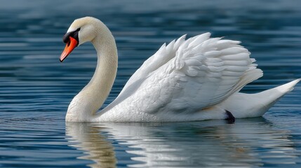 Obraz premium Swan in elegant pose, clean water surface