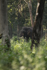 Beautiful Animals in Kabini Forest, India 