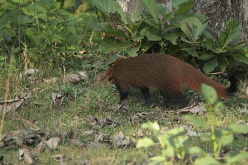 Beautiful Animals in Kabini Forest, India 