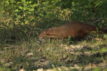 Beautiful Animals in Kabini Forest, India 