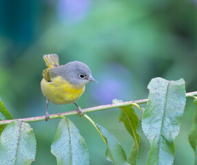  Nashville warbler (Leiothlypis ruficapilla) on the peach branch, close up. Galveston, Texas, USA