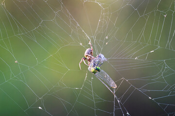 The  orbweaver spider (Eriophora ravilla) wrapping by web a caught eastern pondhawk dragonfly (Erythemis simplicicollis), Brazos Bend, Texas, USA