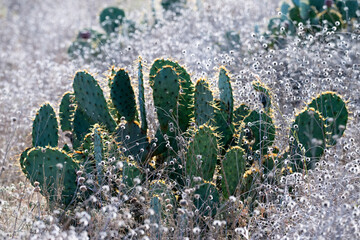 Opuntia plants in the prairie at Reimer's Ranch Park, Texas, USA