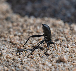 Desert Stink Beetle (Eleodes armata) in defensive posture, Mojave National Preserve, Kelso Sand Dunes, California, USA.