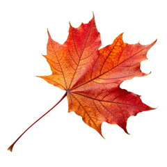 Obraz premium Vibrant autumn leaf against a white background.