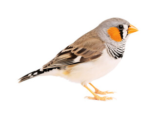 Fototapeta premium Orange cheeked Waxbill Bird Profile on Black Background