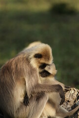 grey langur in Kabini National Park, Sri Lanka 