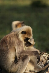 grey langur in Kabini National Park, Sri Lanka 