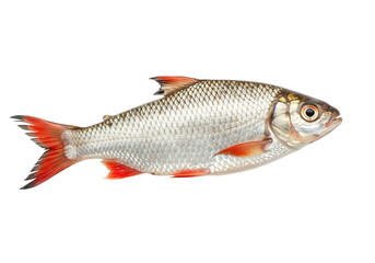 Obraz premium Rudd fish with silver scales and red fins isolated on transparent background