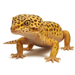 Obraz premium Leopard Gecko Close Up