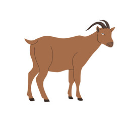goat on a white background