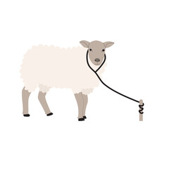 vector illustration of sheep