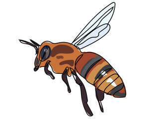 Bee in continuous line drawing on white background.