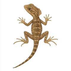 Naklejka premium Baby Brown Basilisk