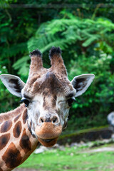 Close-up headshot of a giraffe facing the camera. Its patterned coat is visible against a blurred green, leafy backdrop. Gentle and curious gaze.