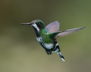 Green Thorntail