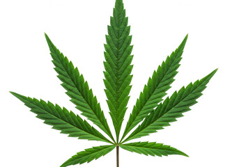 Green cannabis leaf against isolated on transparent background