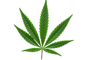 A single bright green cannabis leaf isolated on transparent background