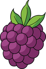 vector illustration of a raspberry