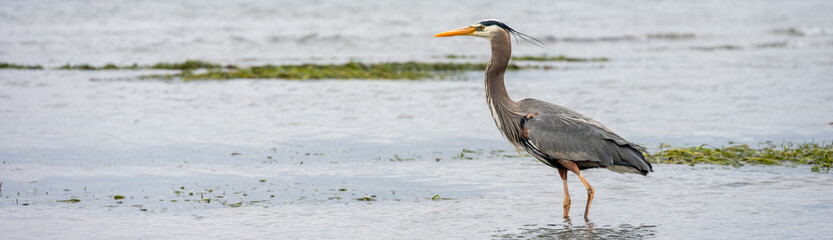 Great blue heron wading in the water at low tide in Puget Sound with feathers blowing in the wind, Marina Beach Park, Edmonds, Washington
