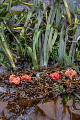 Fototapeta premium Bright orange fish eggs in piles on brown kelp and green sea grass, on the beach at low tide, marine environment in Puget Sound, Marina Beach Park, Edmonds, Washington 