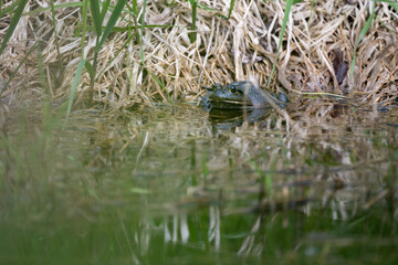 Frog on grass and partly in fresh water in a river marsh, Redmond, Washington
