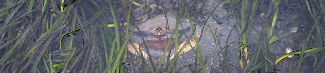 Looking down at two crabs burrowed in sand and sea grass at low tide in Puget Sound, Marina Beach Park, Edmonds, Washington
