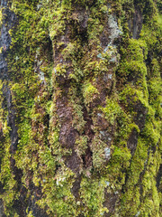 Macro photo of vibrant green moss growing on textured tree bark, captured in a forest environment.
