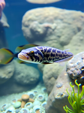 Snakefish (Erpetoichthys calabaricus) aquarium fish