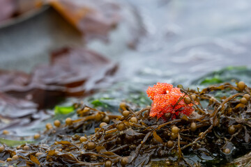 Bright orange fish eggs in piles on brown kelp and green sea grass, on the beach at low tide, marine environment in Puget Sound, Marina Beach Park, Edmonds, Washington
