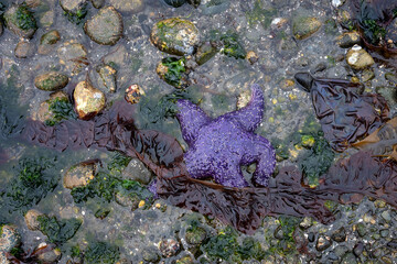 Looking down at purple sea star at low tide, marine environment in Puget Sound, Marina Beach Park,...