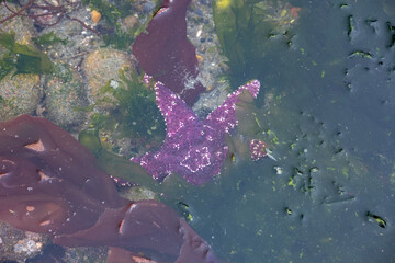 Looking down at purple sea star underwater with seaweed at low tide, marine environment in Puget...