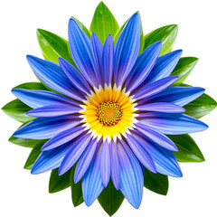 Obraz premium Symmetrical blue and lavender flower with green leaves.