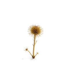 Obraz premium Desert tumbleweed against white background