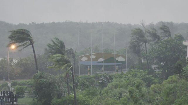 Strong Wind Blowing Tropical Palm Trees As Hurricane Hits - Koinu
