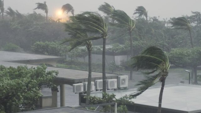 Powerful Hurricane Wind Thrashing Palm Trees In Tropical Resort - Koinu
