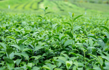 Tea leaves growing in plantation field. Camellia sinensis is a species of evergreen shrubs, its leaves and leaf buds are used to produce tea.